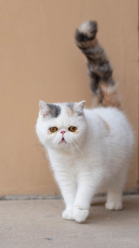 加菲猫的性格特点