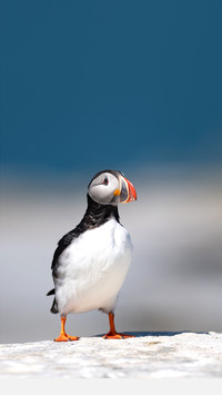 Atlantic Puffin in Maine