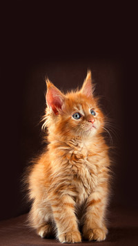 Lovely animals-03