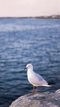 Standing seagull-01