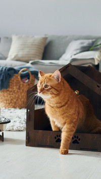 A Cute Cat Playing in Pet Booth  Indoors