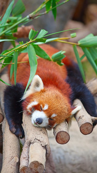 Cute animals-0