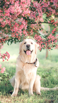 Golden retriever against a blooming apple tree in spring