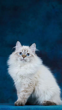 These 6 types of cats are not worth buying 0
