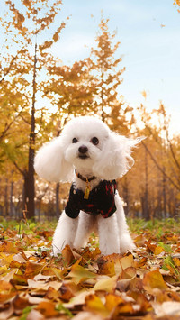 Signs of dog illness