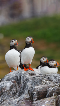 Cute animals-0
