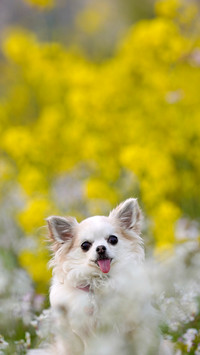 A small chihuahua surrounded by rape blossoms