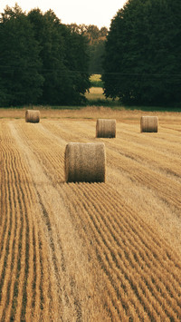 Polish field haystack landscape