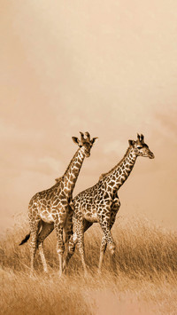 Why are giraffes scumbags