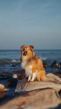 Dog on the sea stone