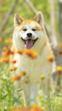 Are human teeth inferior to animals 9