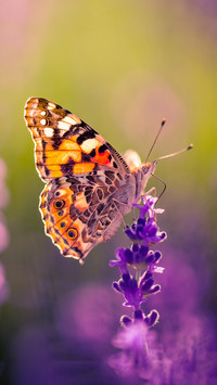 Insect photography under macro lens 0