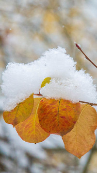 Winter wallpaper-16