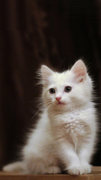 Cute pet-06