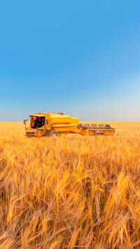Combine harvests wheat under summer sun