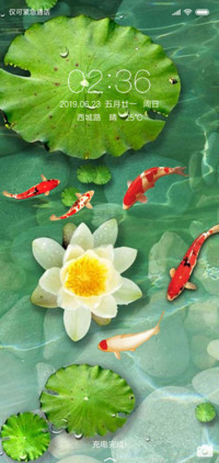 鱼儿的夏天