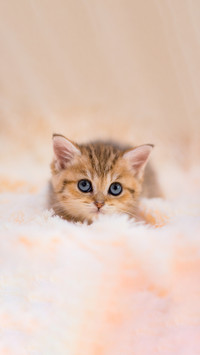 Kitten cat scottish straight, lop-eared fluffy, animal