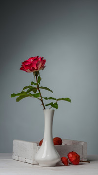 How to raise roses at home 4