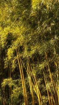 Deep in the bamboo forest