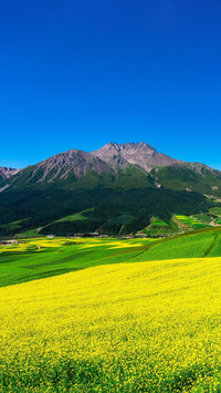 万亩油菜花静谧绽放