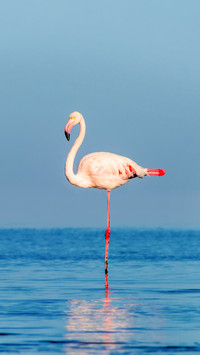 Pink African flamingos walking around lagoon on a sunny day