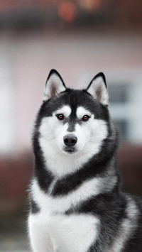 Dog264