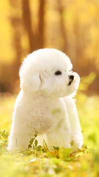 List of domestic dogs in china