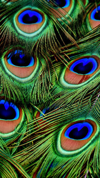 peacocks_feathers_patterns_118604_1080x1920