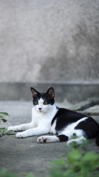 你喜欢“黑猫警长”吗