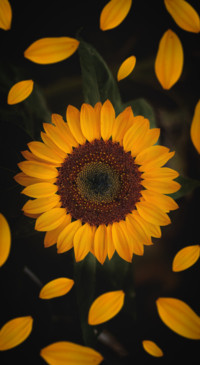 Sunflower Dream (22)