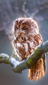Owl You Need (2)