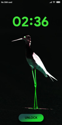 BIRD FOCUS_DWM19