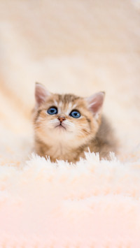 Kitten cat scottish straight, lop-eared fluffy