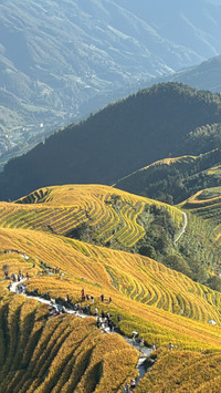 Among the sea of clouds in longji terraced fields