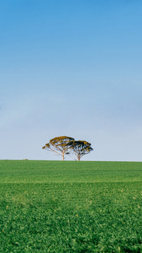 Two Trees on the Distant Horizon with Green Field