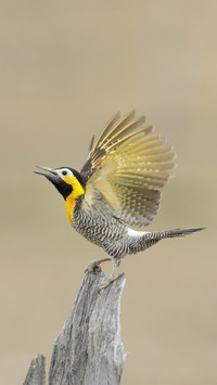Where does the woodpeckers tongue grow