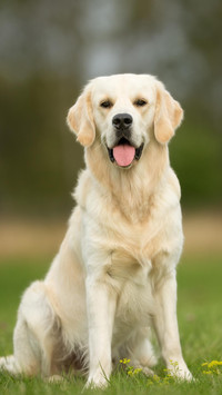 星座养犬指南