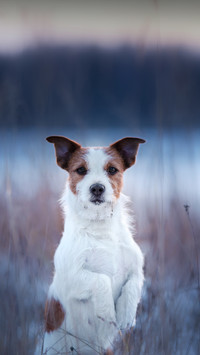 Cute Dog Standing And Looking at You
