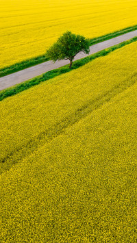Wide fields