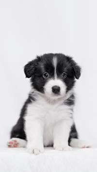 可爱幼犬