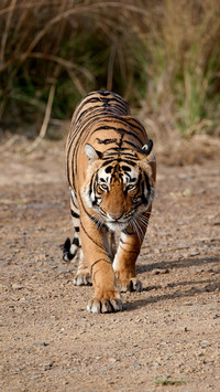 If the tiger goes to Africa 31