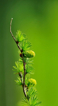 Beauty of Earth (28)