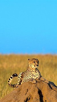 Cheetah lying on a rock in morning sun