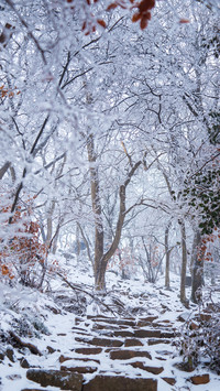 Mountain road in the snow