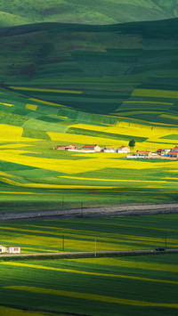 Summer rapeseed flower