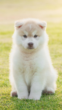 Dog337