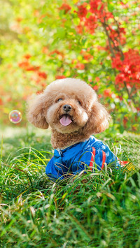 Dog46