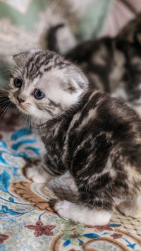 小奶猫的萌系生活