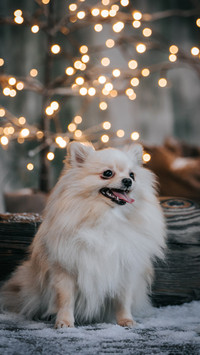 你在乎狗狗的血统吗