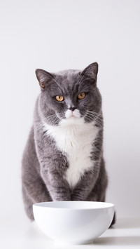 猫咪可以懒到什么程度